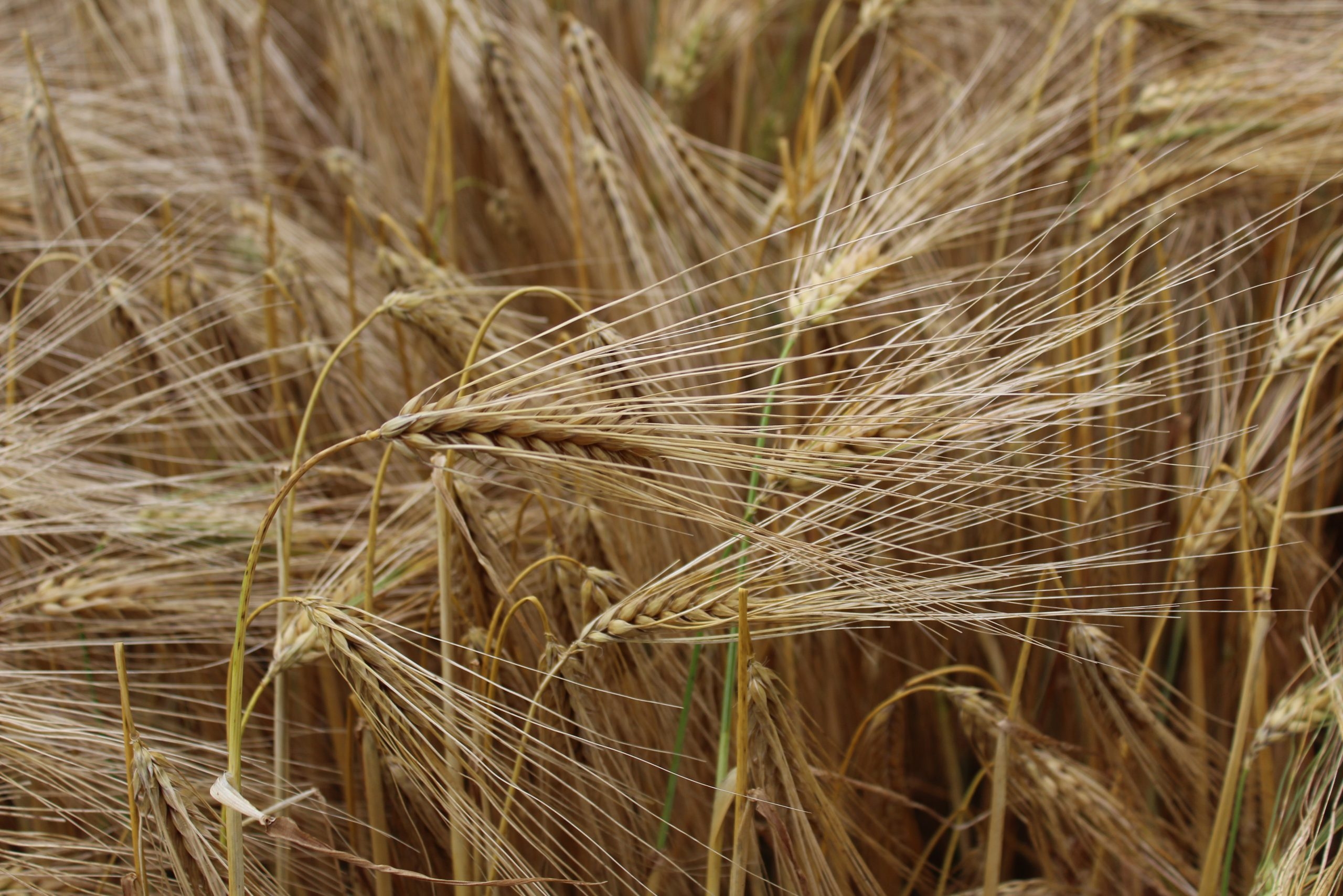 Winter barley harvest in closing stages across UK