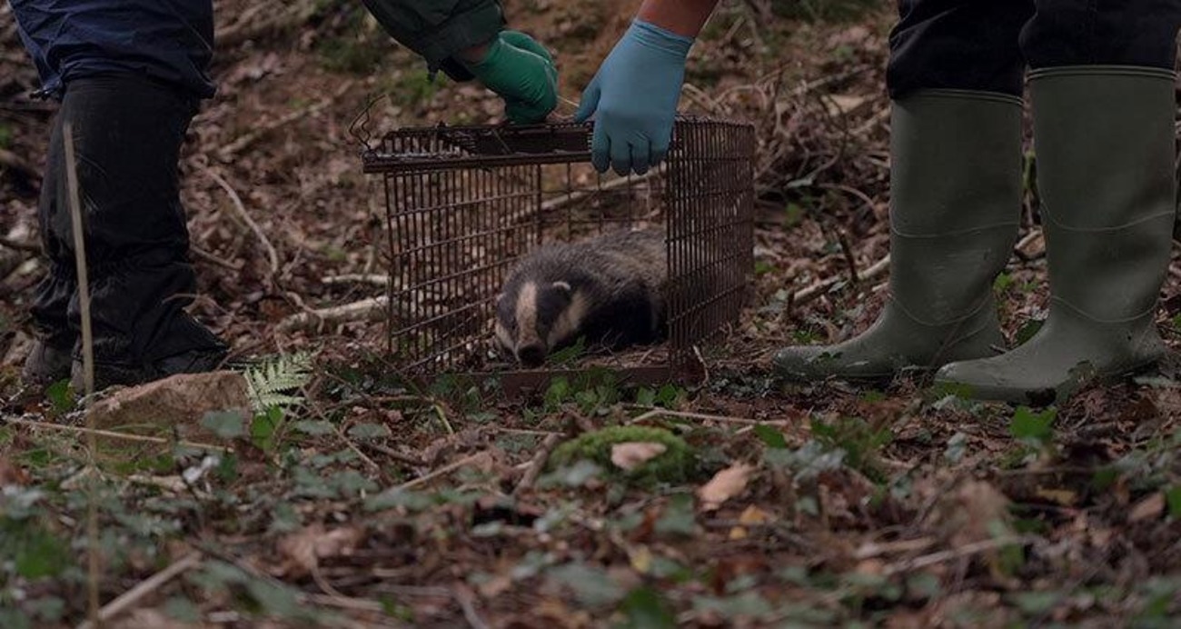 Farmers to lead new UK project on TB vaccination for badgers