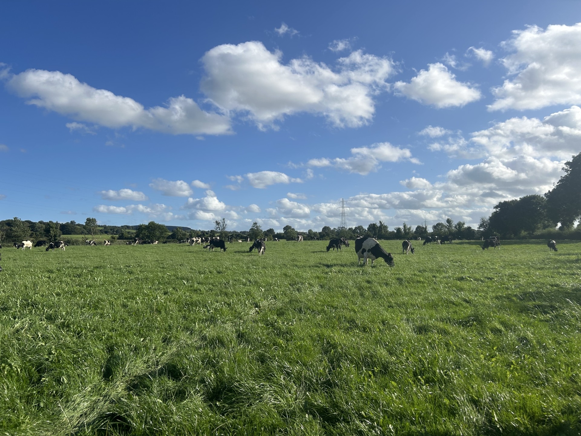 Milk Price Tracker: Prices mostly steady for June supplies