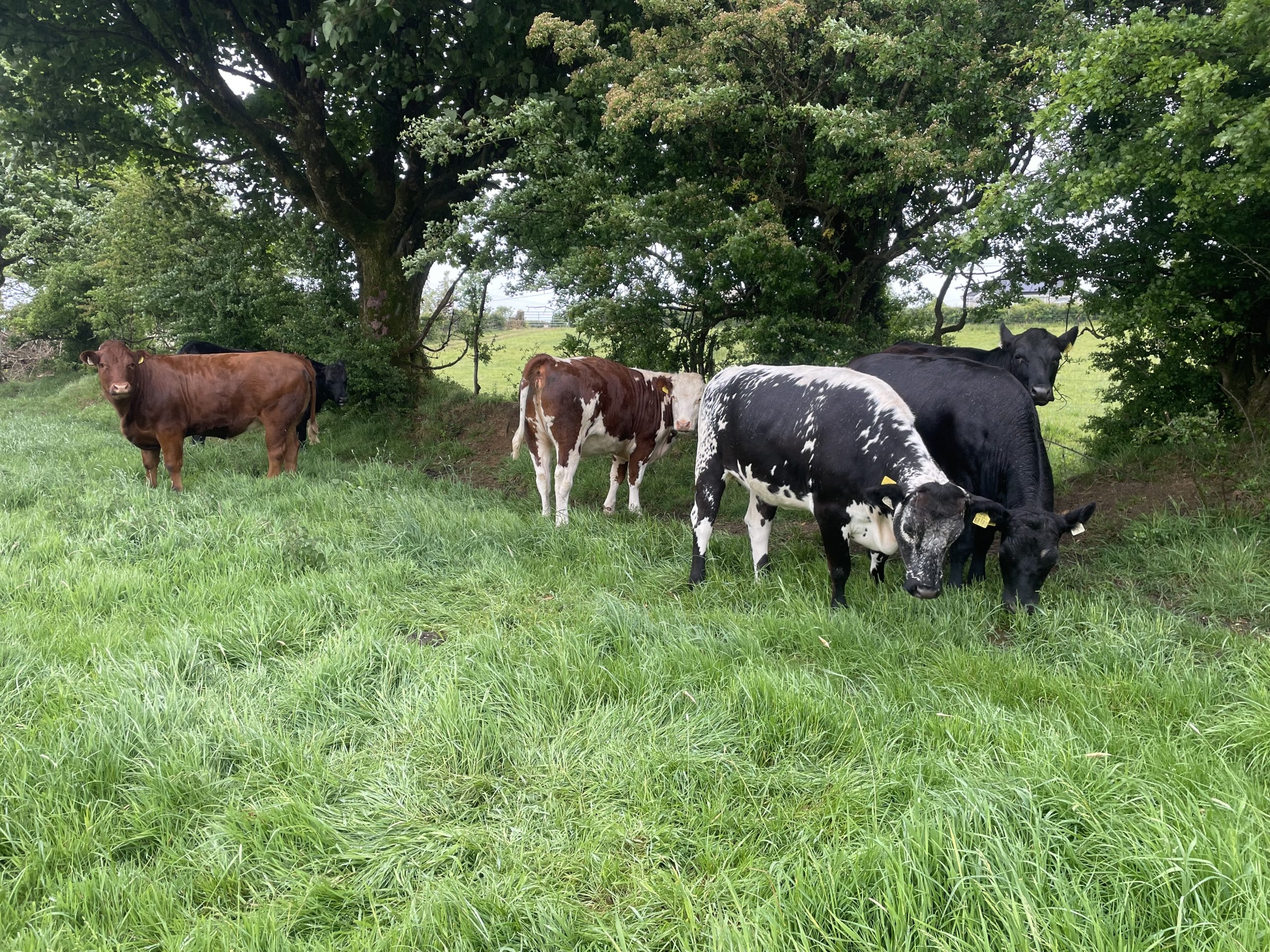 Factory quotes: Beef price firm as tight supply dictates trade