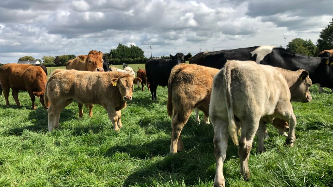 New farm manager appointed to Newford Suckler Farm