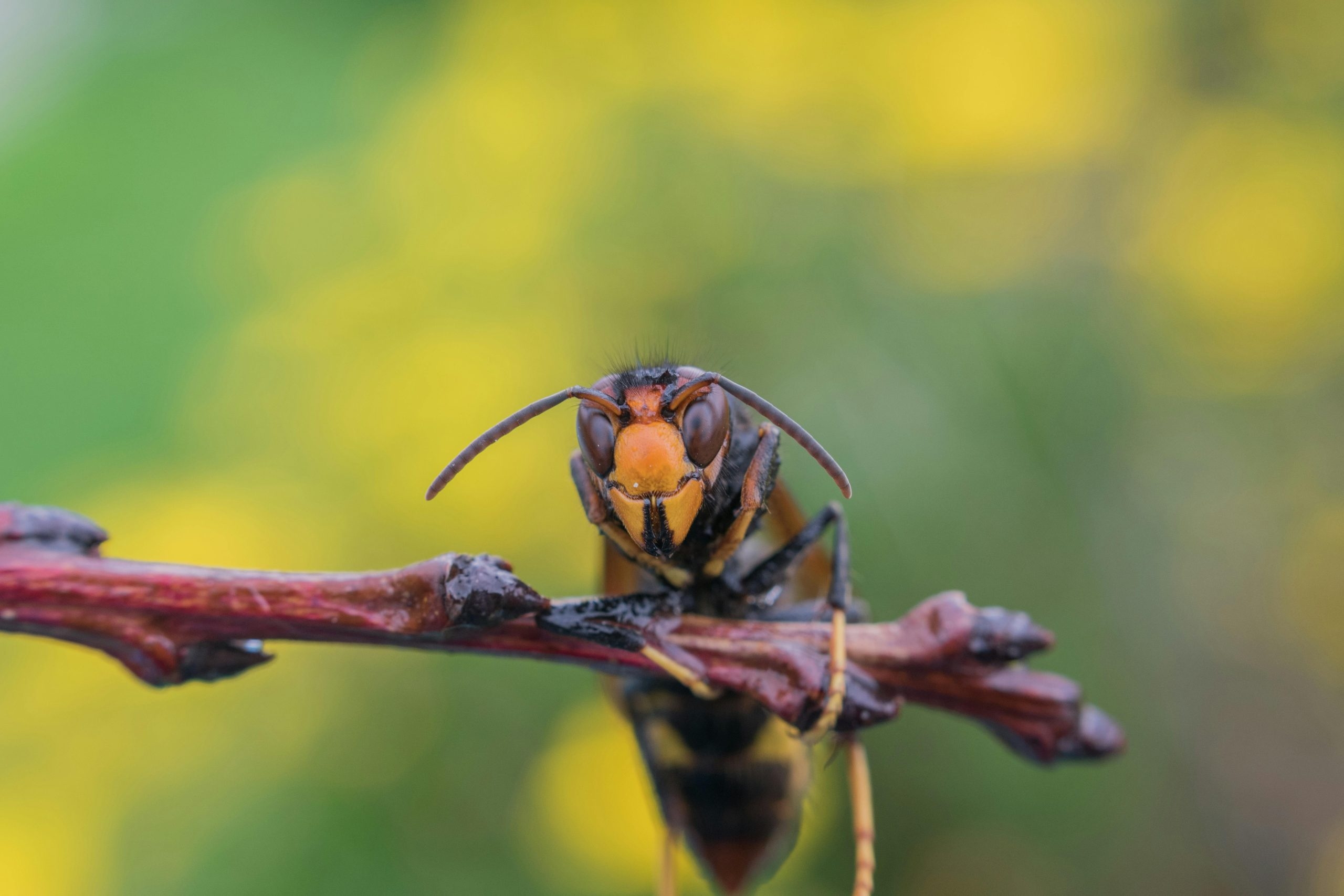 What are the risks to the Irish agri-environment from the Asian hornet?