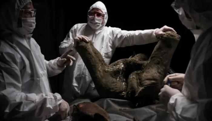 تشريح ماموث عمره 130 ألف عام.. أسرار مذهلة تتكشف