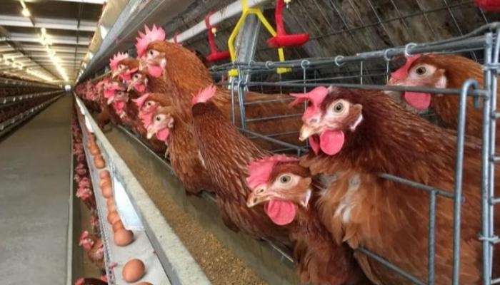 المكسيك تسجل أول إصابة بشرية مؤكدة بإنفلونزا الطيور