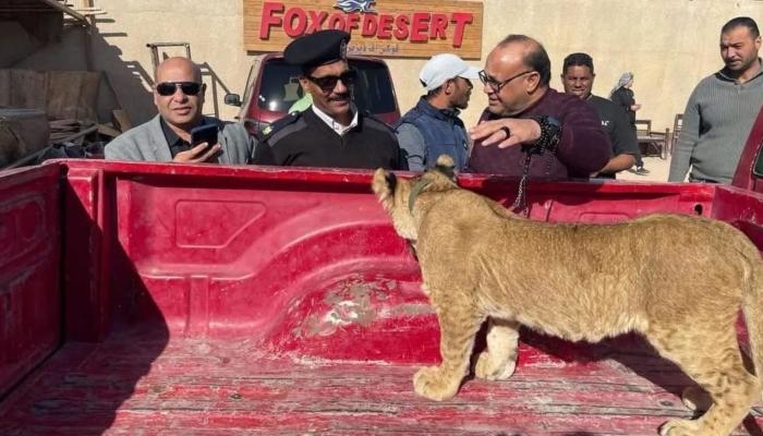 بعد حادثة سيرك طنطا.. مصادرة أسد وتغريم صاحبه في الغردقة