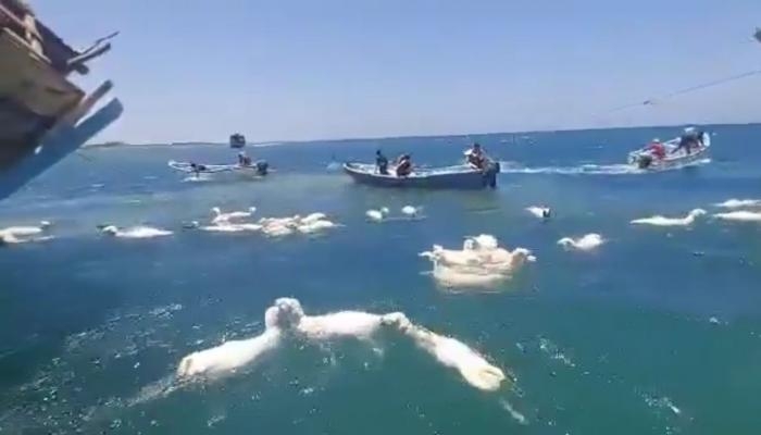 بالصور.. البحر يبتلع مئات الأغنام في عدن بعد جنوح سفينة
