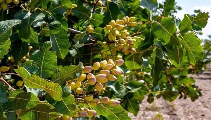 عاصمة الفستق التونسي.. موسم استثنائي للذهب الأخضر في «ماجل بلعباس»