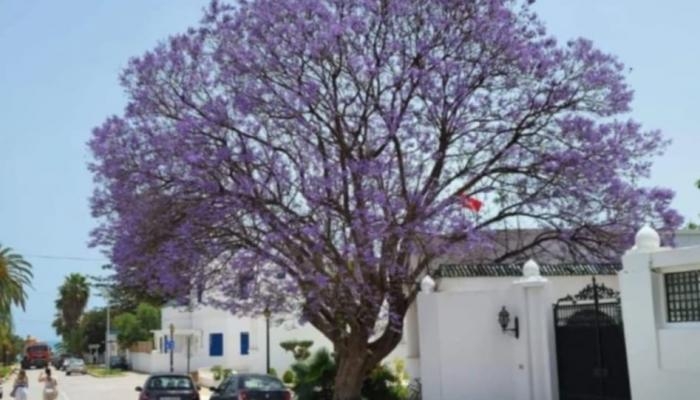 الجاكرندا تزهر في تونس.. العاصمة تتزين بلون البنفسج في مشهد ساحر (خاص)