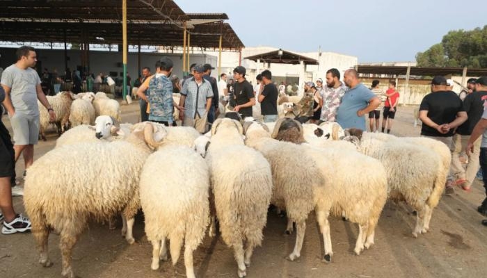 أكثر من مليون و200 ألف أضحية في الأسواق التونسية استعدادا للعيد (خاص)