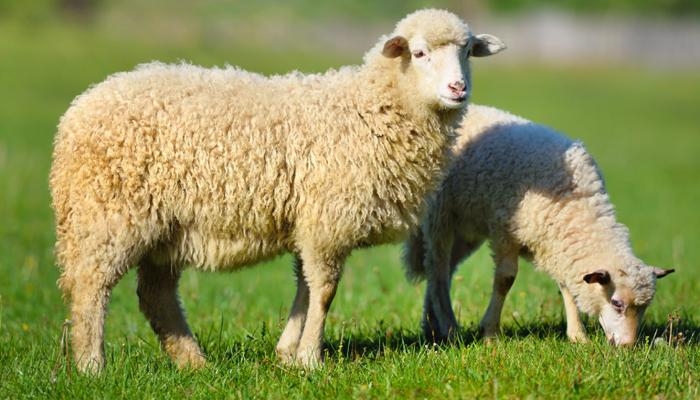 كيف تختار الأضحية المثالية في عيد الأضحى؟ أهم الشروط والنصائح الضرورية