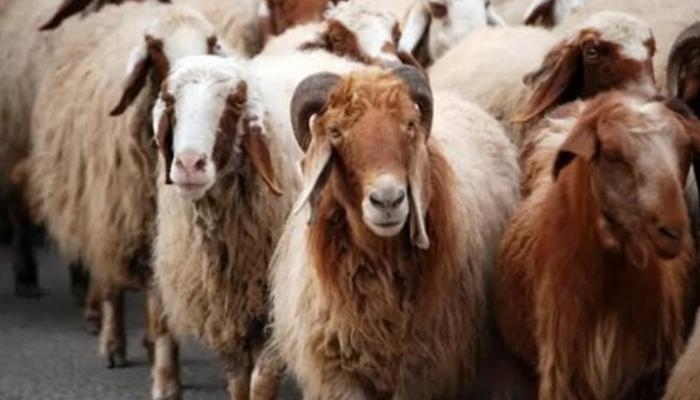 كم وصل سعر كيلو الخروف القائم في عيد الأضحى 2025 بمصر؟