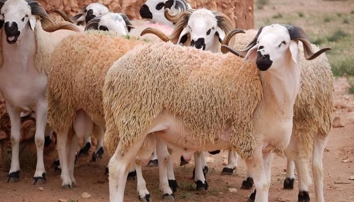 عيد الأضحى 2025.. ماذا يفعل المضحي عند سرقة الأضحية أو وفاتها؟