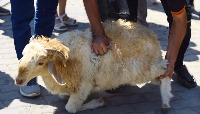 مهن موسمية تنتعش في تونس خلال عيد الأضحى: الشباب في قلب حركة الرزق المؤقتة