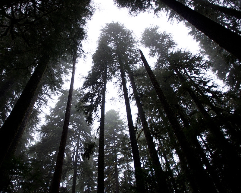 Microsoft protects Seattle-sized Washington forestland to help shrink its carbon footprint