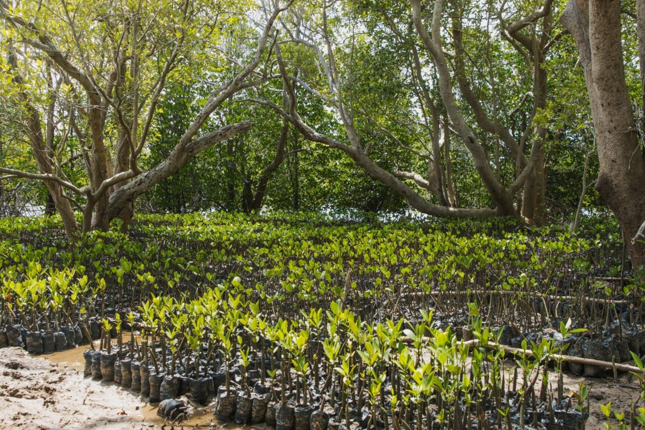 B.C. climate tech startup veritree raises $6.5M and lines up pledges to plant 100 million trees globally