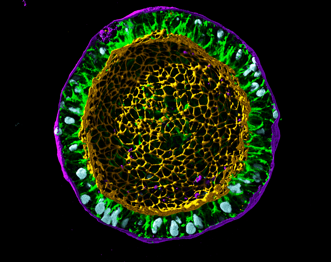 Seattle's Allen Institute launches ‘moonshot' to create new approach to cell biology research