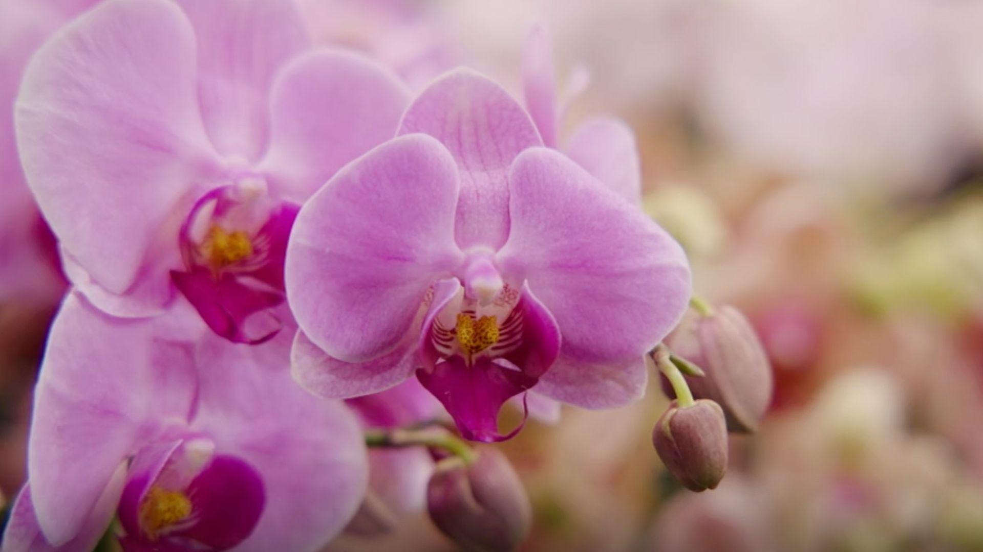 Gardening Australia: S36 Episode 25 Winter: Native Garden Design & Orchid Show
