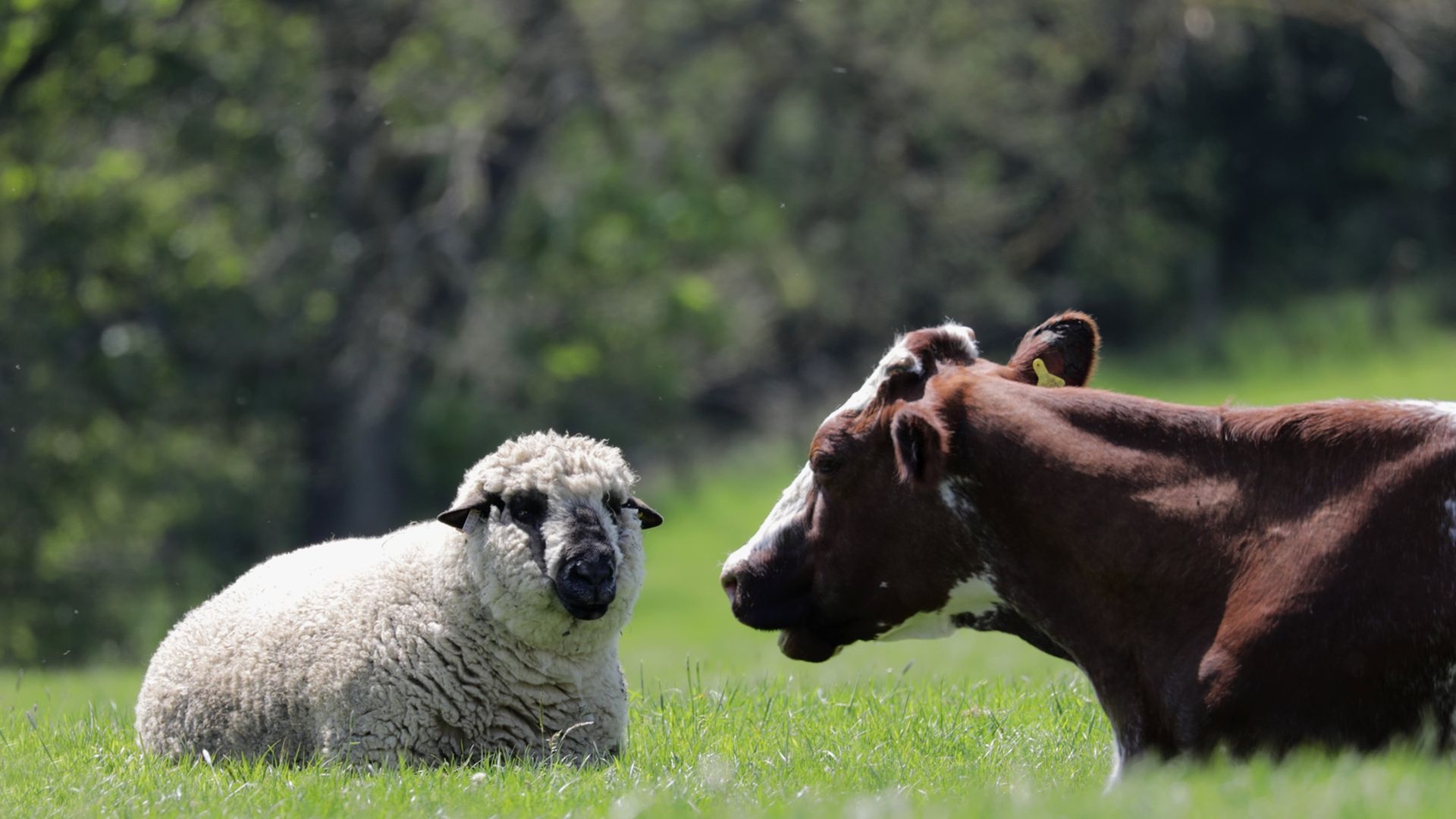 Amazing Animal Friends