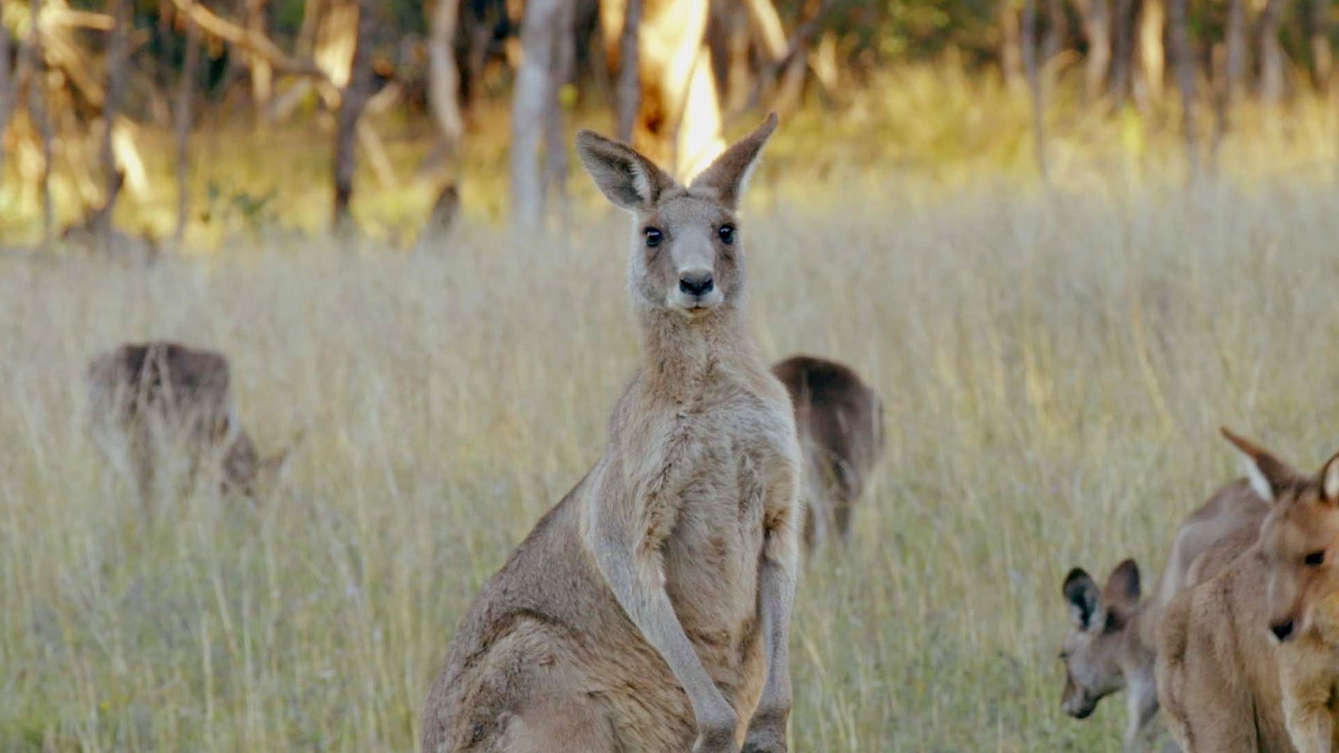 Secret Life Of The Kangaroo