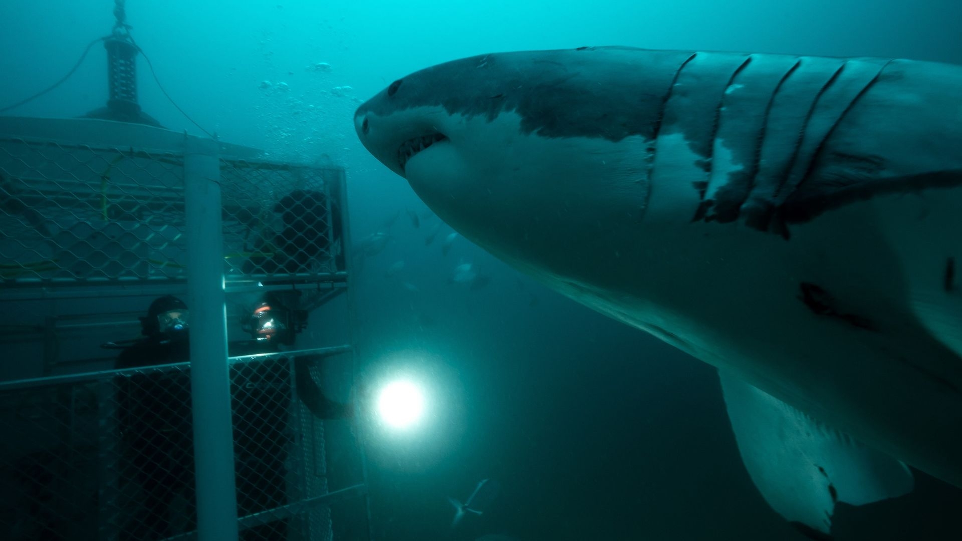 Super Shark Highway: S1 Episode 3 Into the Darkness