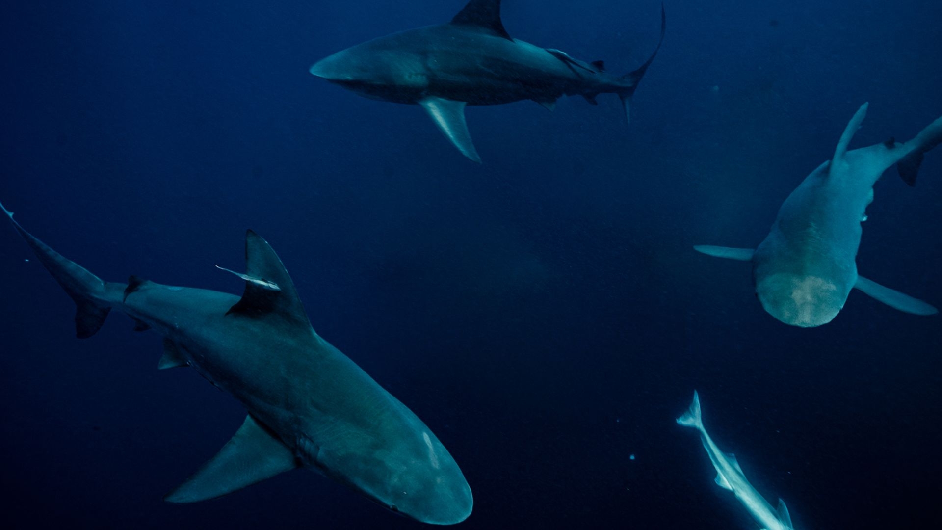 Super Shark Highway