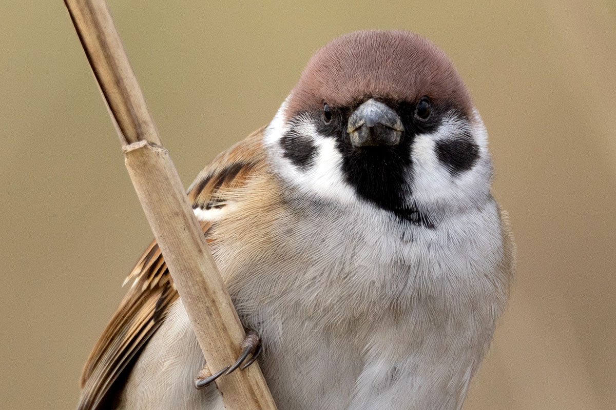 Are Sparrows Disappearing?