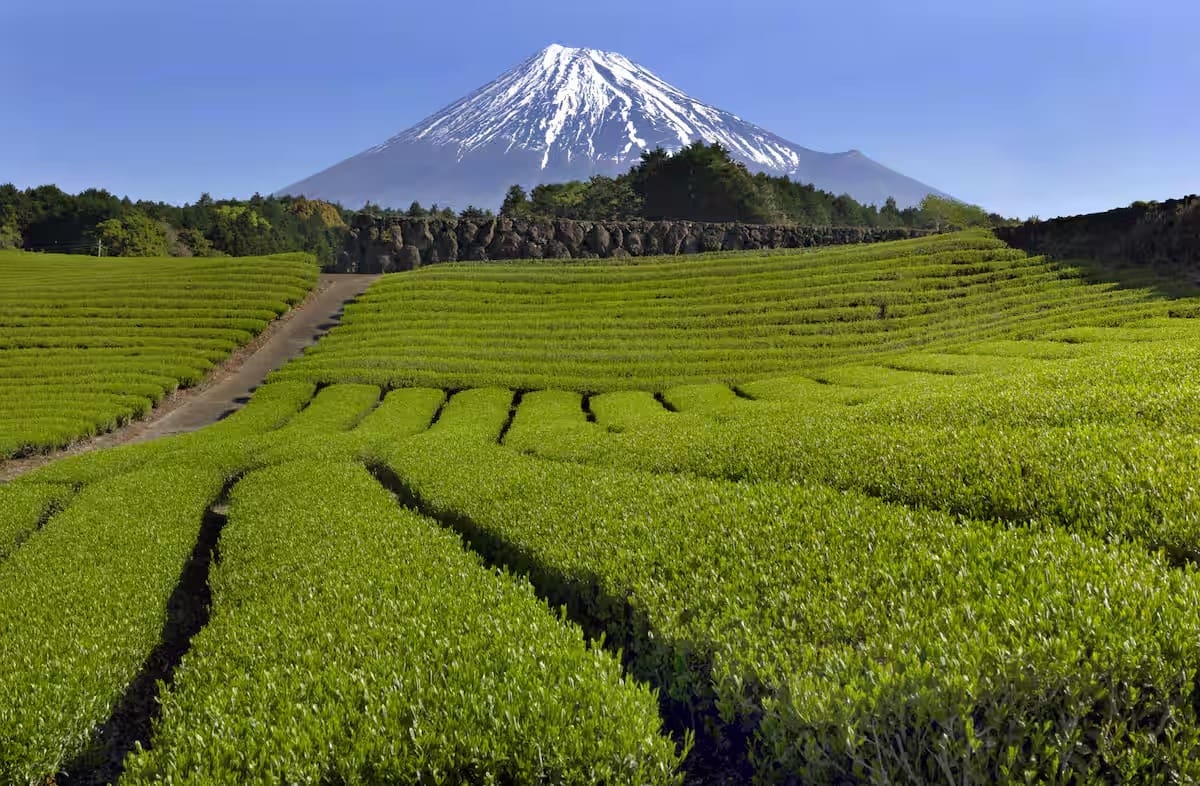 Hokusai's Mount Fuji, Where Tea Fields Meet the Sky
