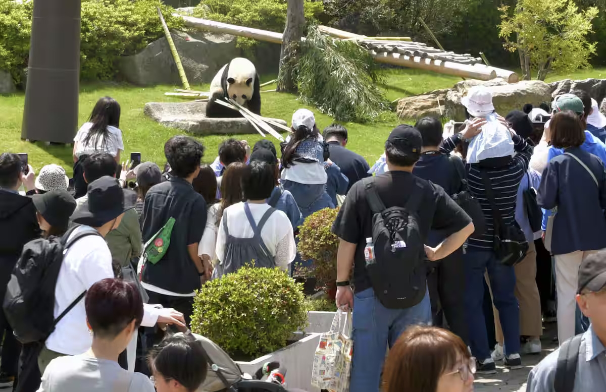Pandas Exit, Taiwan Enters as Shirahama Charts New Course