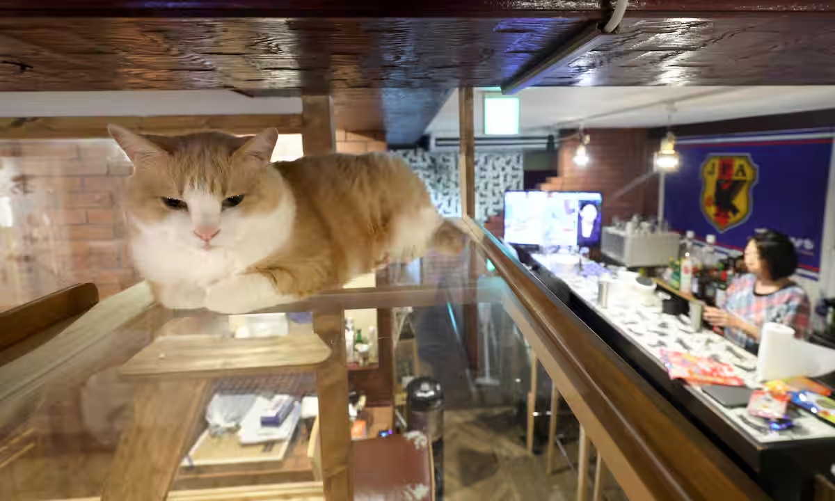 Meet the Three Cats of Izakaya Akanasu