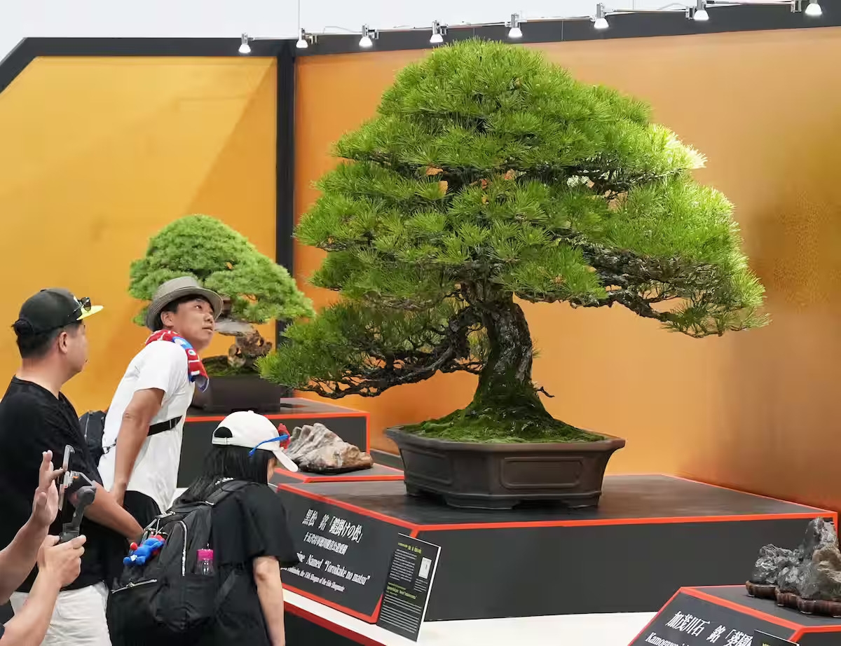 Rare Bonsai Collection Shines at Osaka Expo Grounds