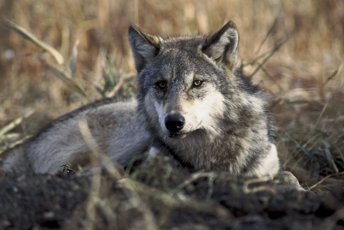 Reintroducing Wolves: A New Hope for Japanese Ecosystems