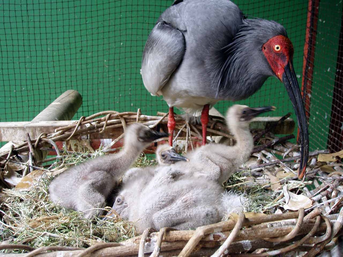 An 18-Year-Old Crested Ibis's Spring Romance