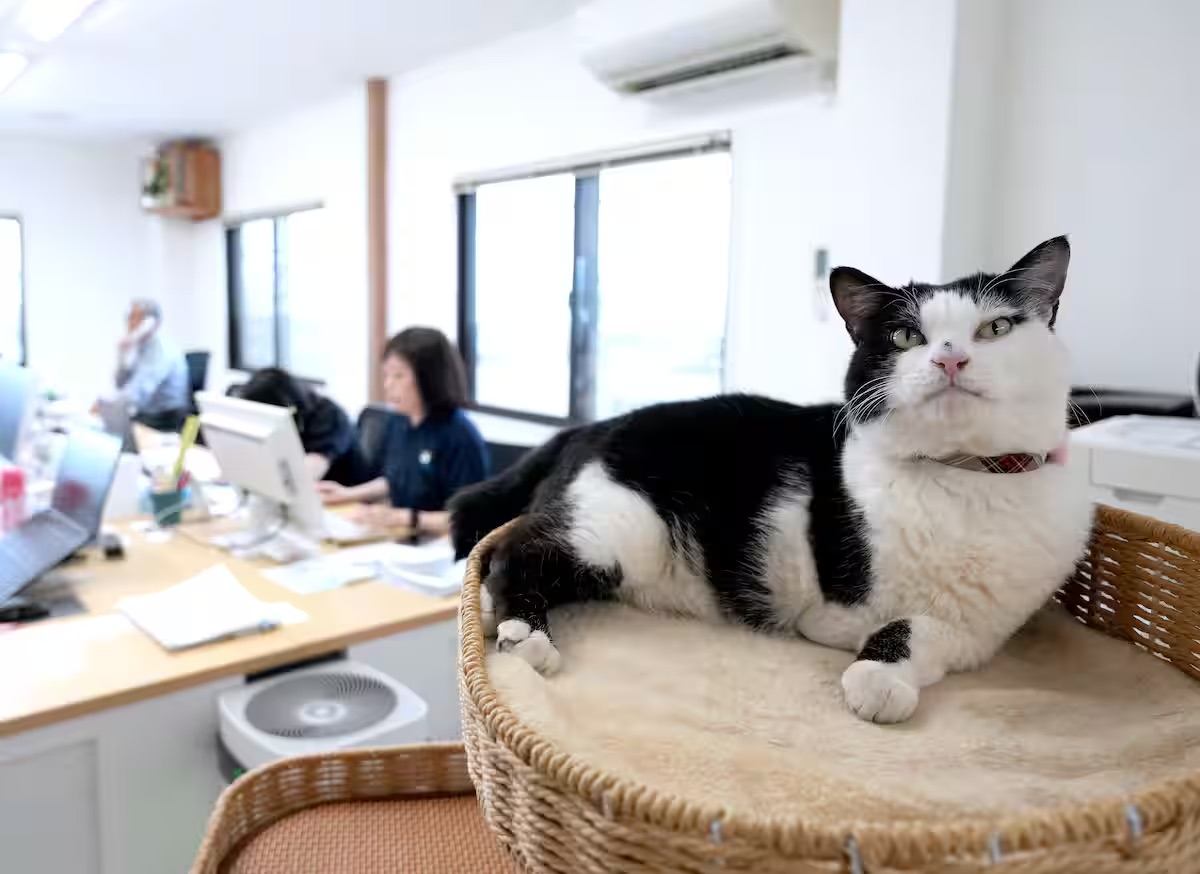 Office Cat Boosts Morale at an Ishikawa Logistics Firm