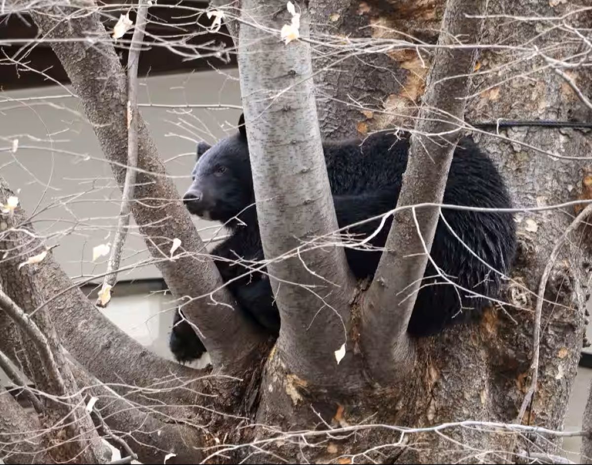 How to Reduce Bear Attacks? First, Know the Numbers