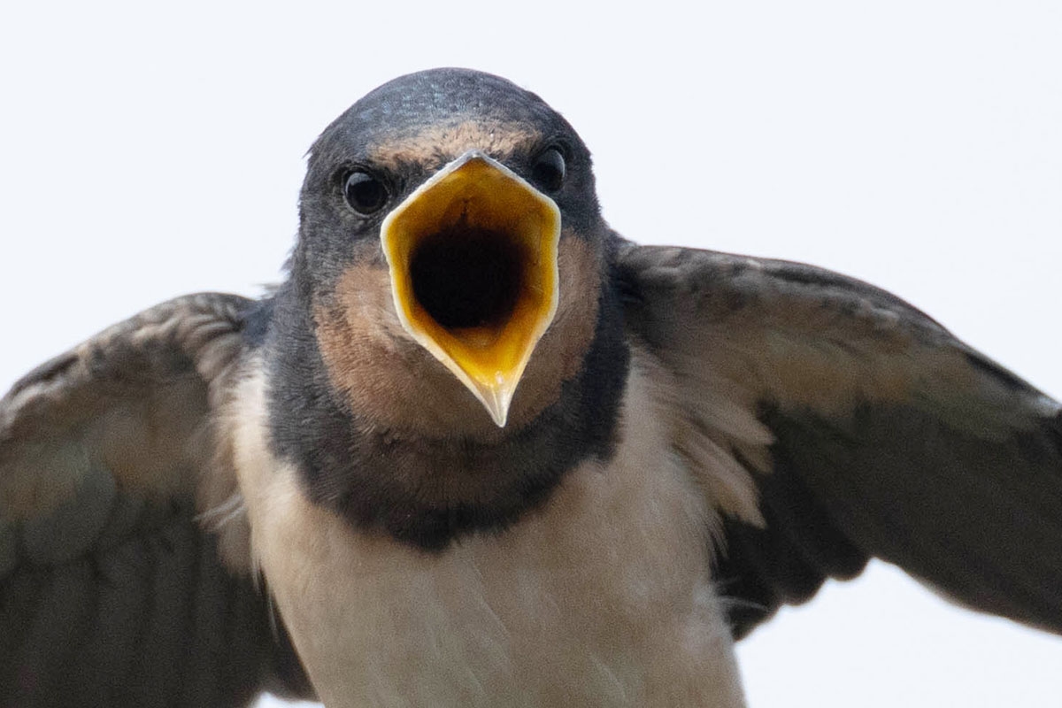 Swallows, Our Lucky Feathered Neighbors