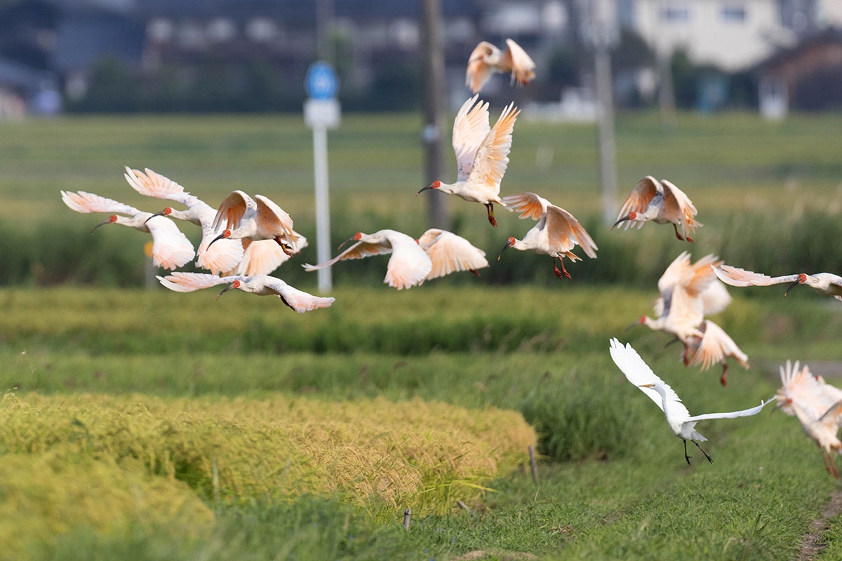 Historic Crested Ibis Release Set for June 2026 in Ishikawa
