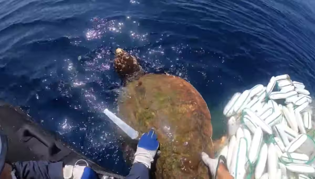 Japan Coast Guard Makes Dramatic Sea Turtle Rescue