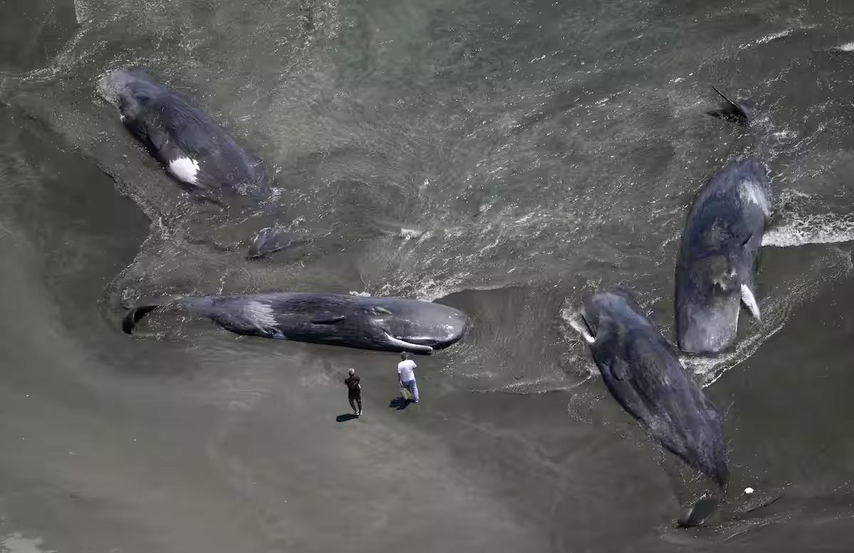 Whales Beached in Chiba Ahead of Tsunami Alert
