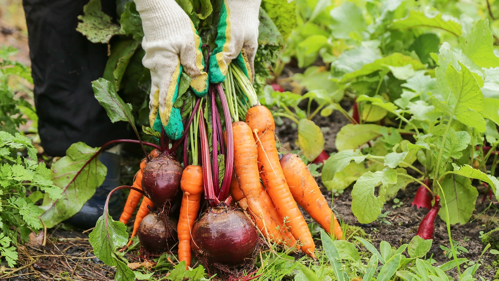 7 vegetables you should plant in August for a bountiful fall harvest