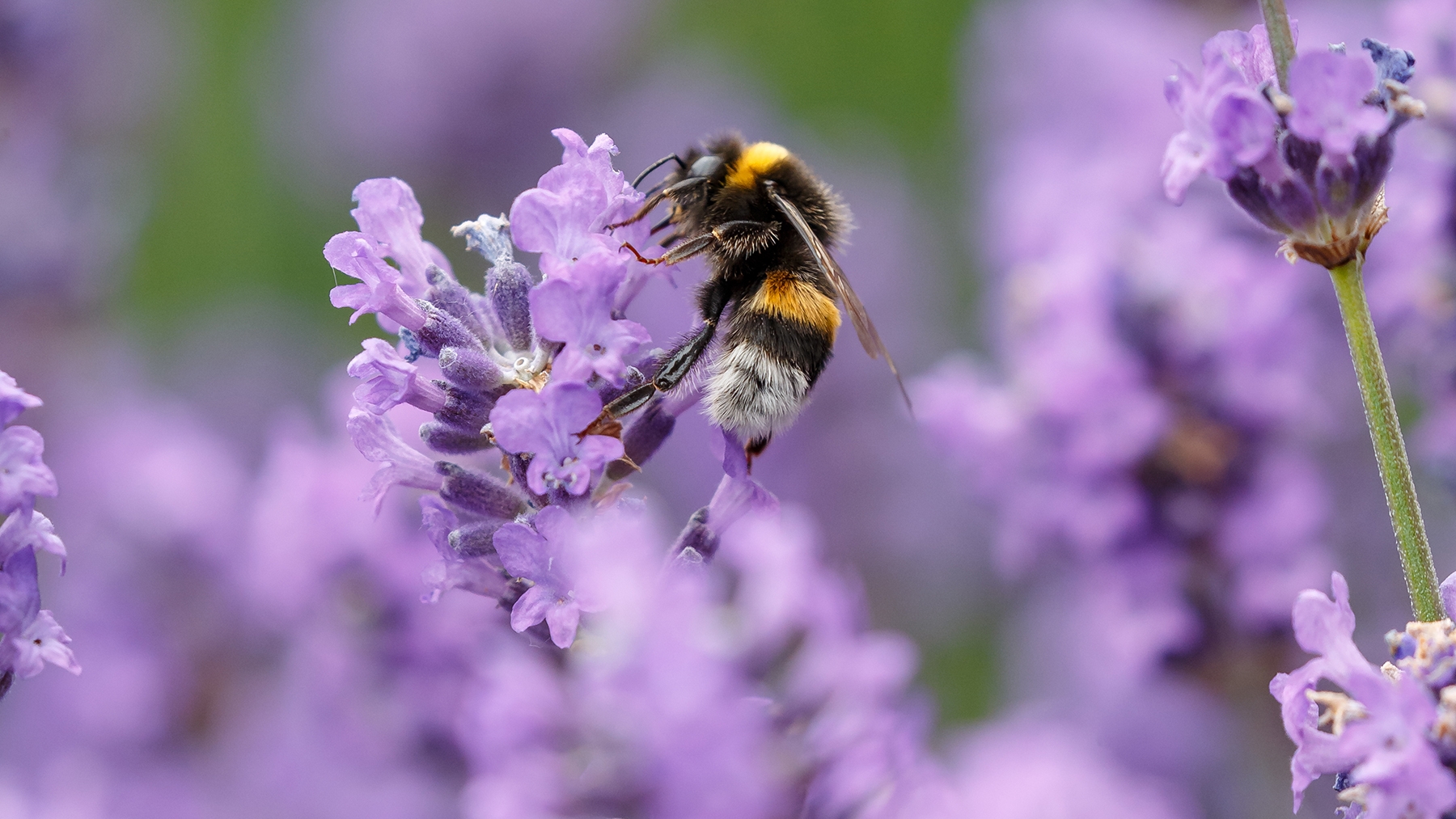 How to attract bees to your backyard — 7 pollinator-friendly plants to grow now