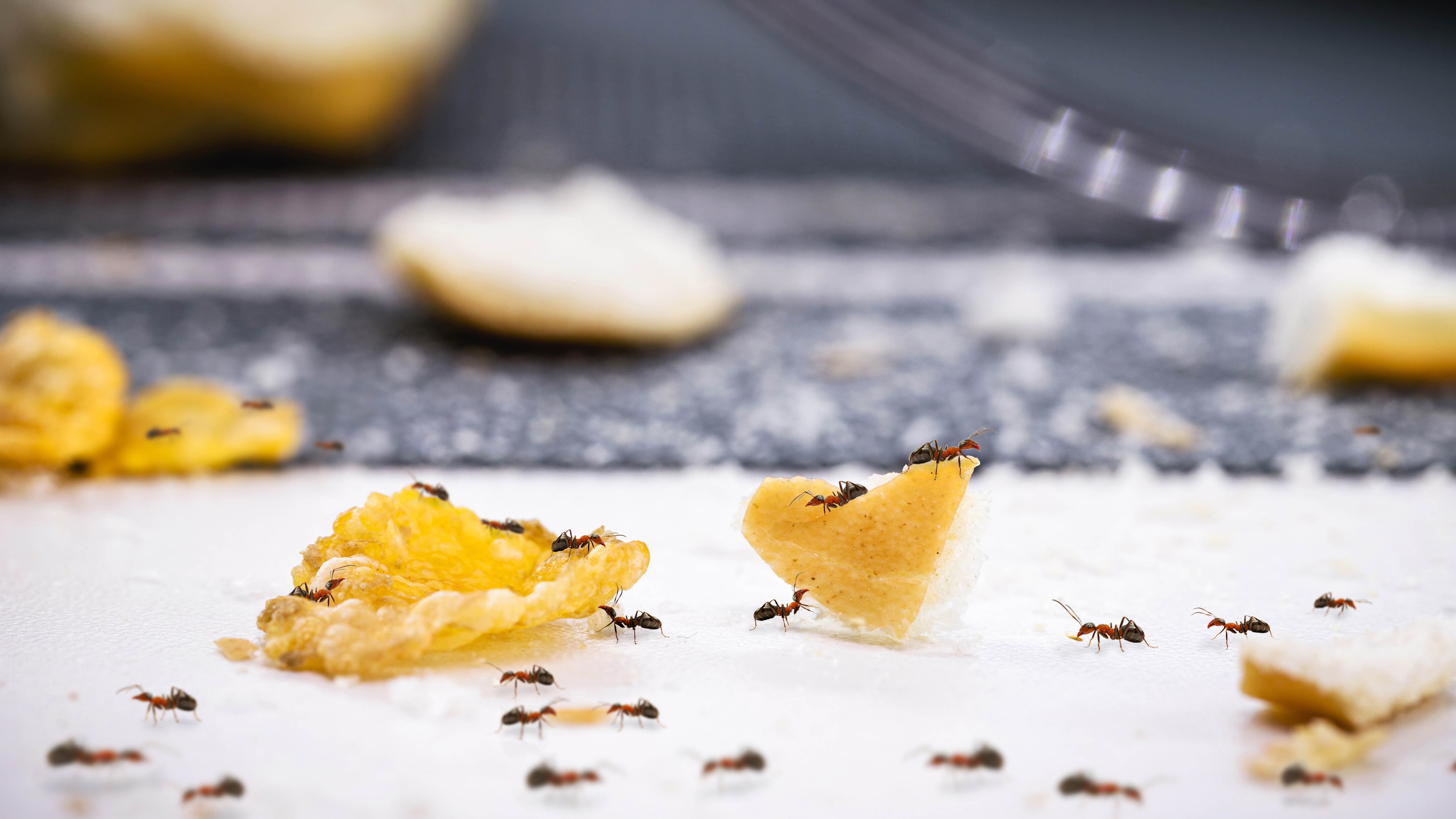 Expert reveals the one bathroom item that will quickly drive ants away from your home