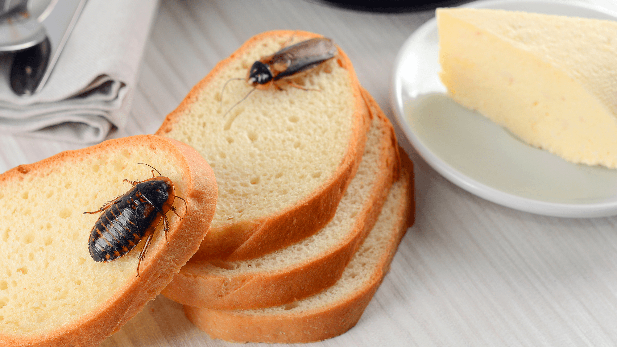 Banish cockroaches with this $2 ingredient that experts say they 'cannot stand'