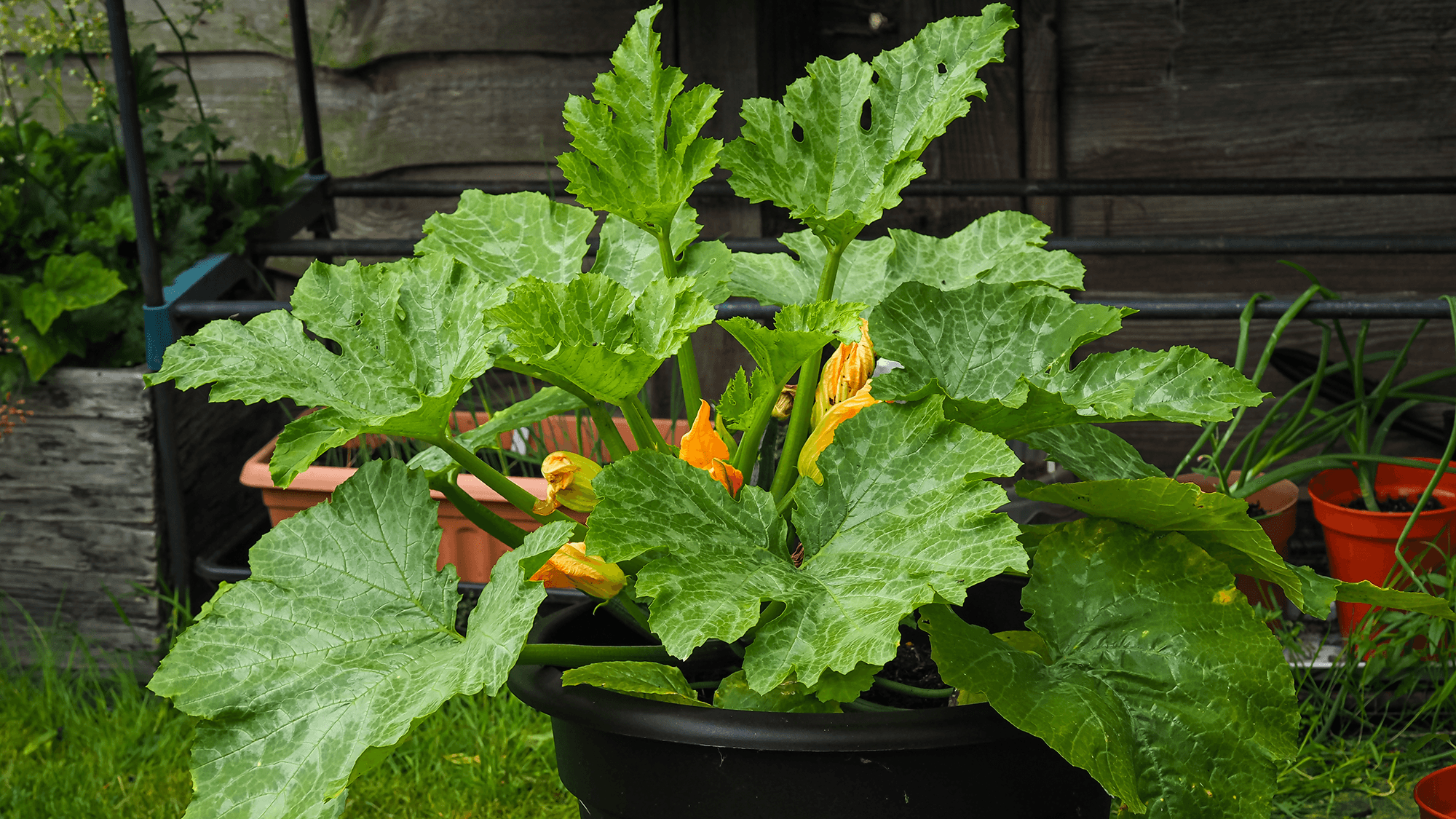 5 easy vegetables to grow in pots in June