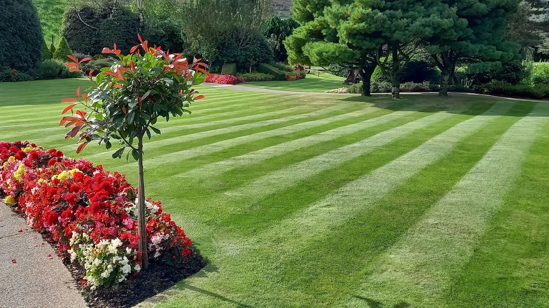 Gardeners urged to sprinkle cinnamon on their lawns this summer — and it makes more sense than you think