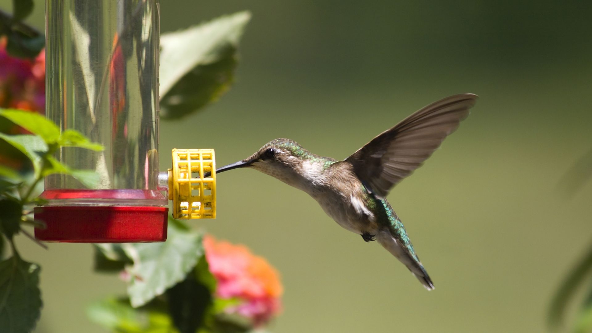 This common mistake could be attracting bees to your hummingbird feeder, but it's easy to fix