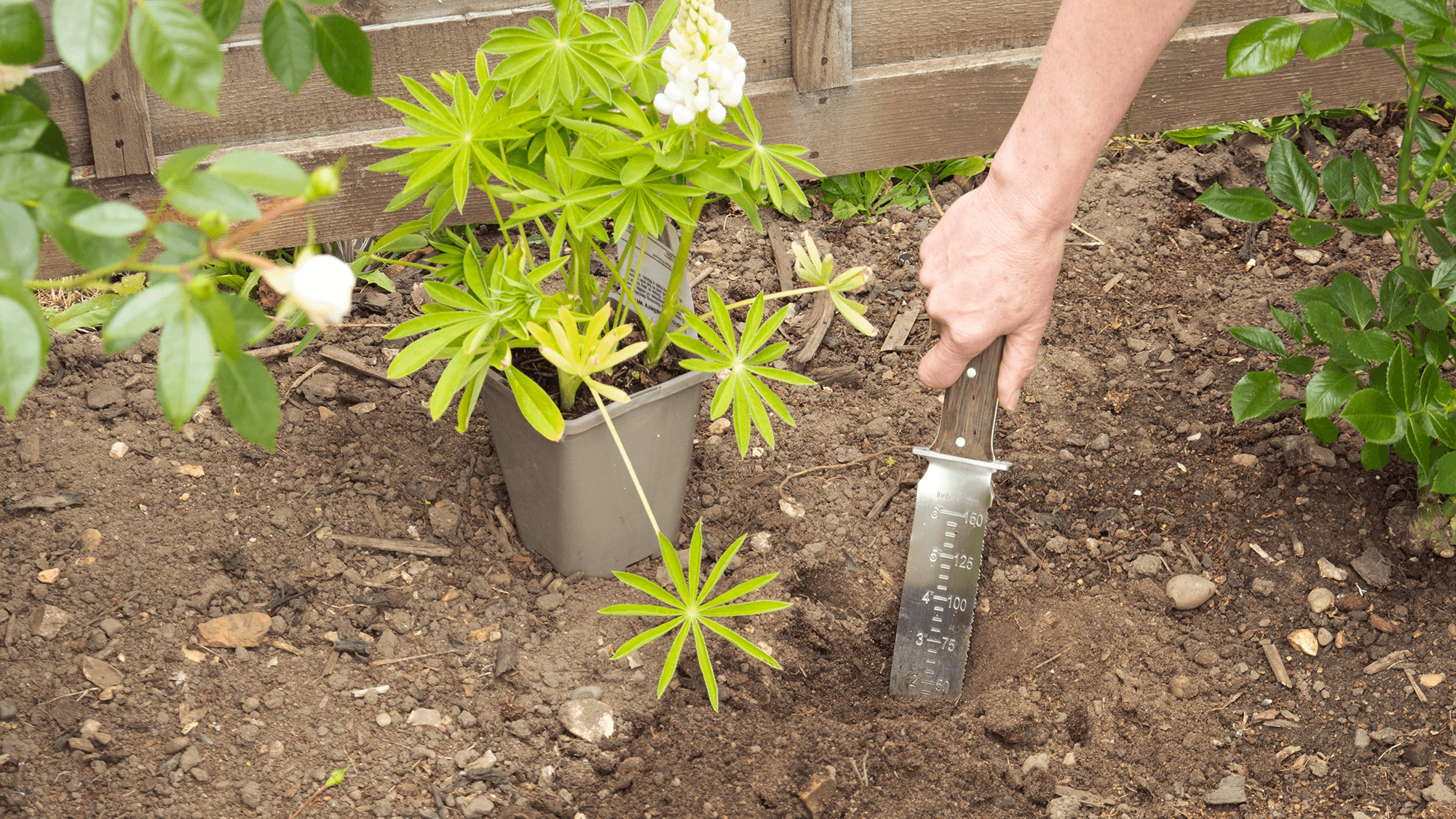 My new garden weapon is a hori hori knife — here's why you need one too