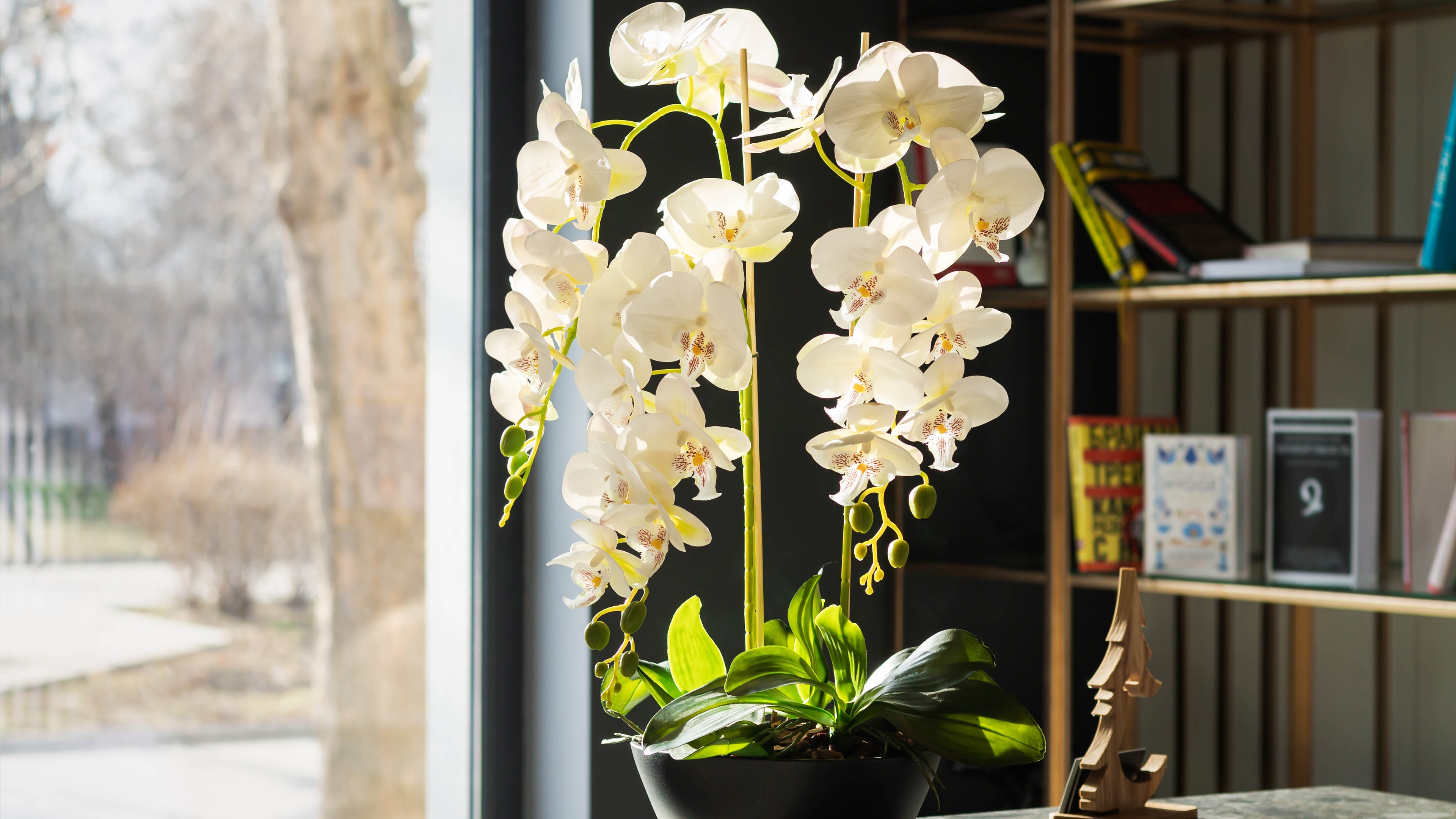 3 best air purifying flowers to help clean indoor air — and they're NASA-approved