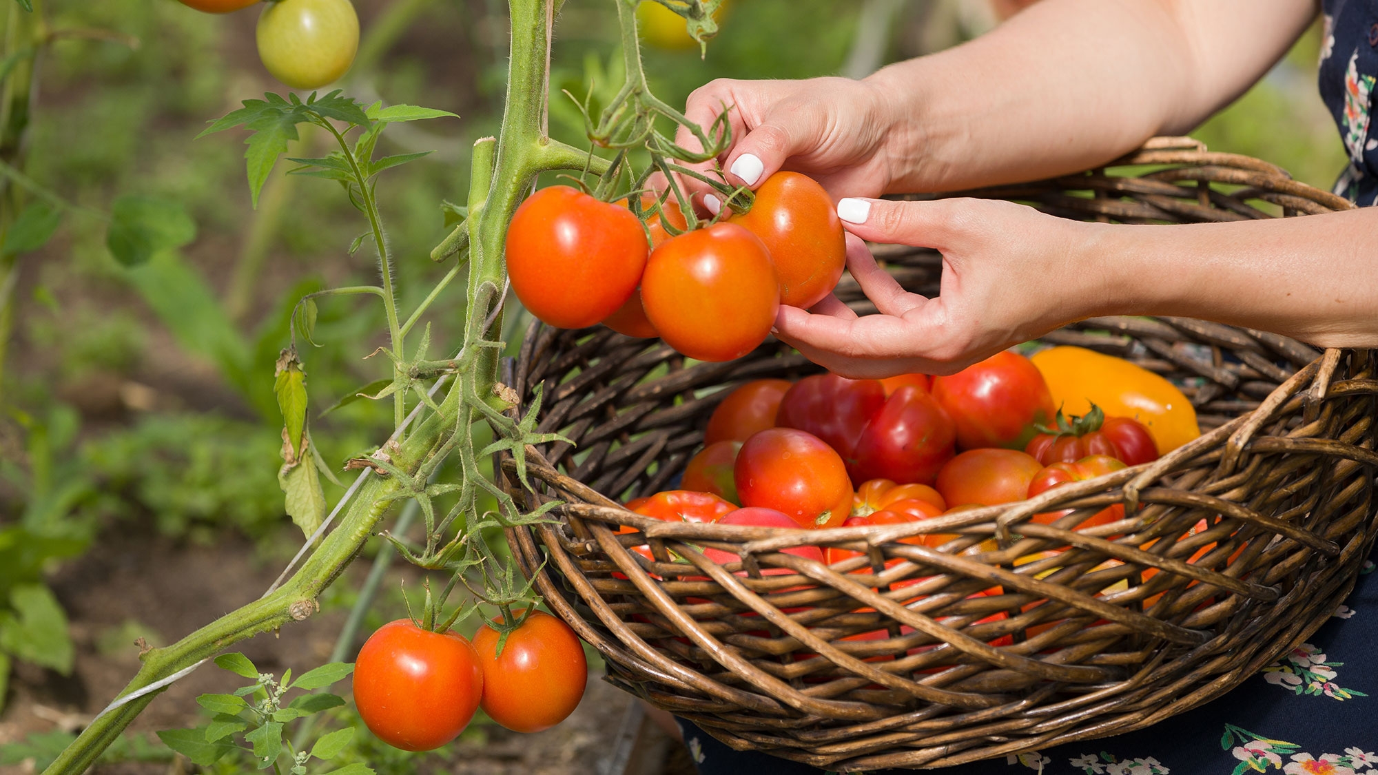 This $3 bathroom item is a surprising way to improve your tomato plants according to experts — here's why