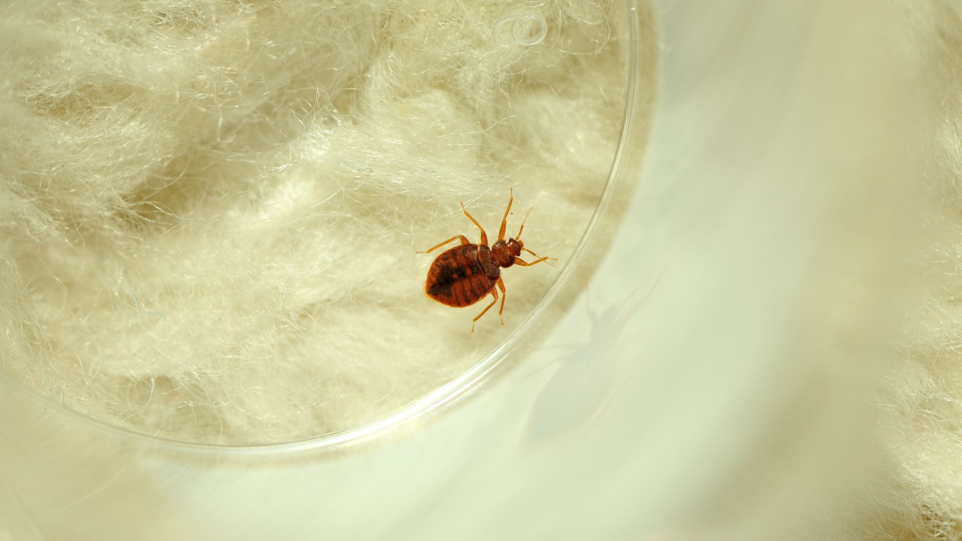 I'm a sleep writer — 3 products I'd buy to bed bug proof my mattress in the Memorial Day sales