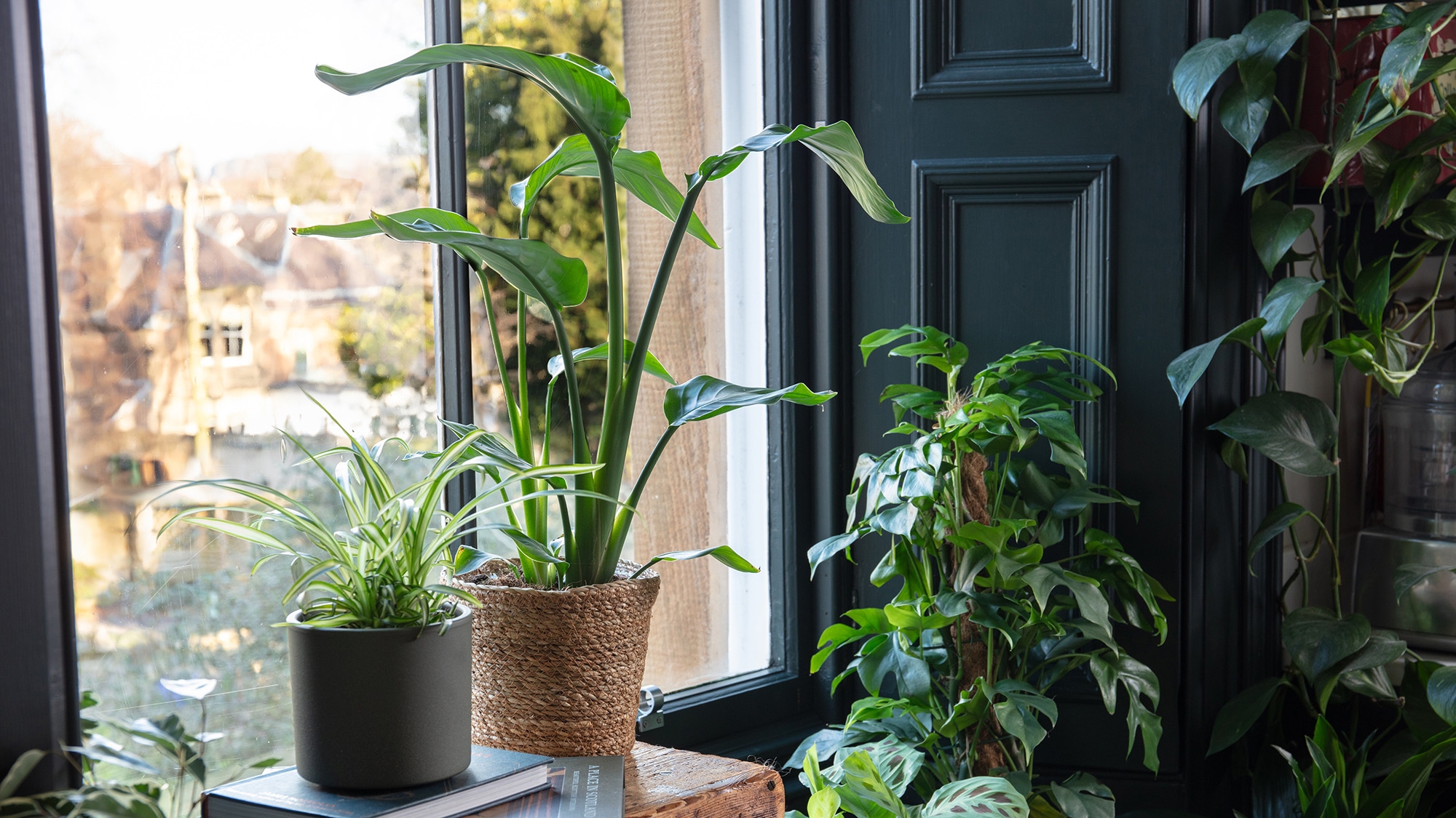 Houseplants used to quake in their roots when they saw me coming, now I'm a plant mother thanks to this one trick